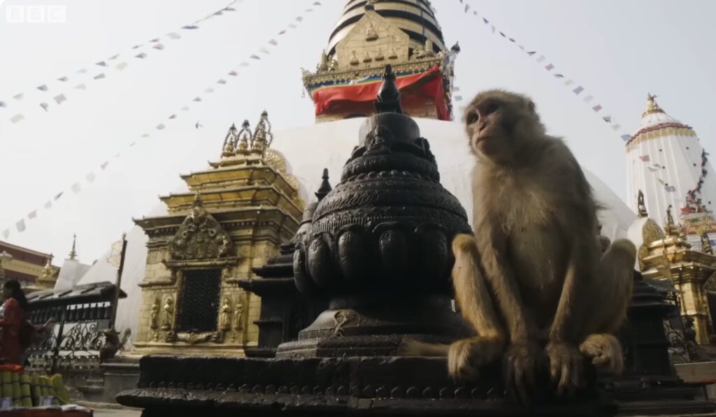 The Town Where Monkeys Are Treated Like Gods