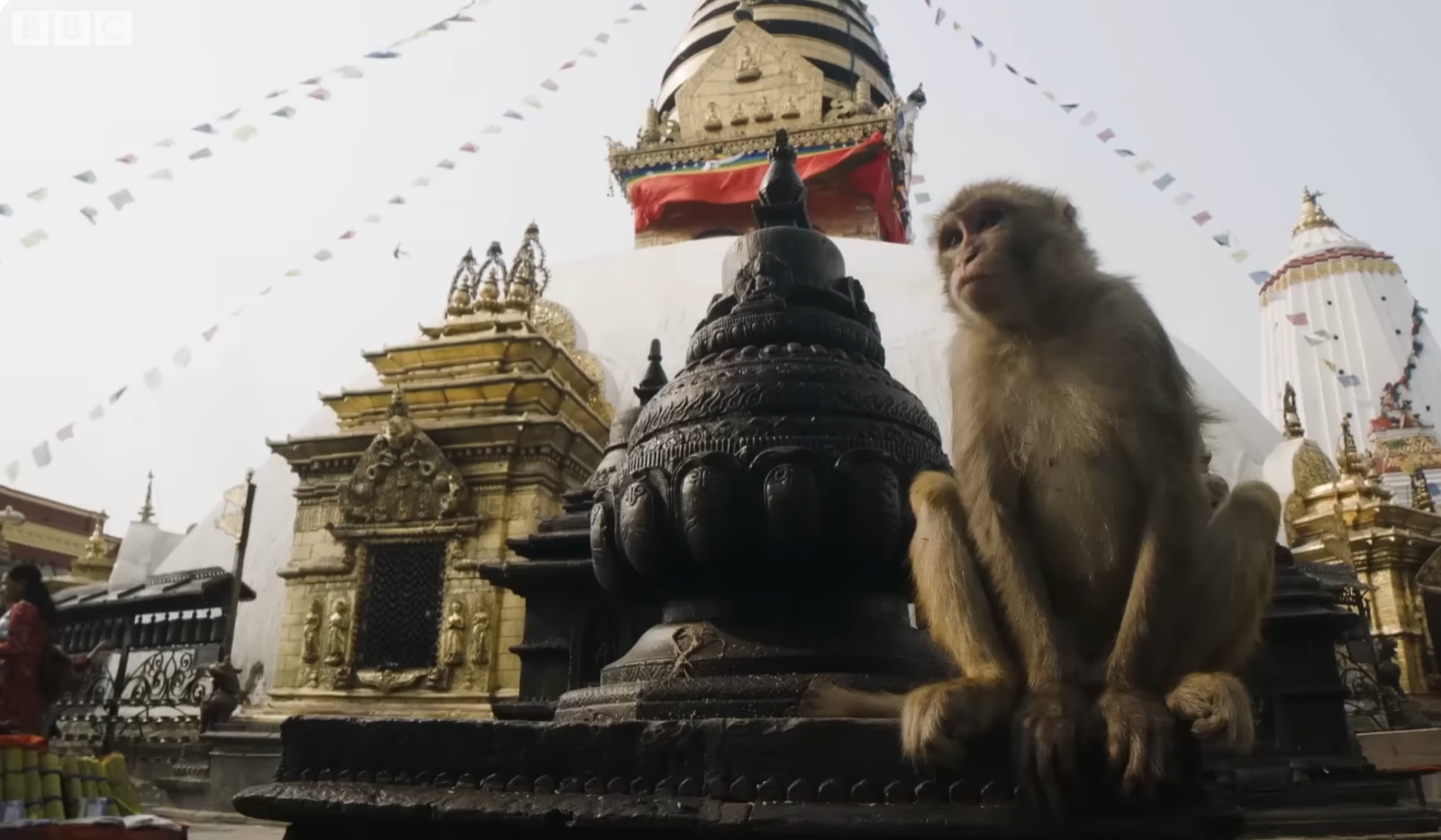 The Town Where Monkeys Are Treated Like Gods