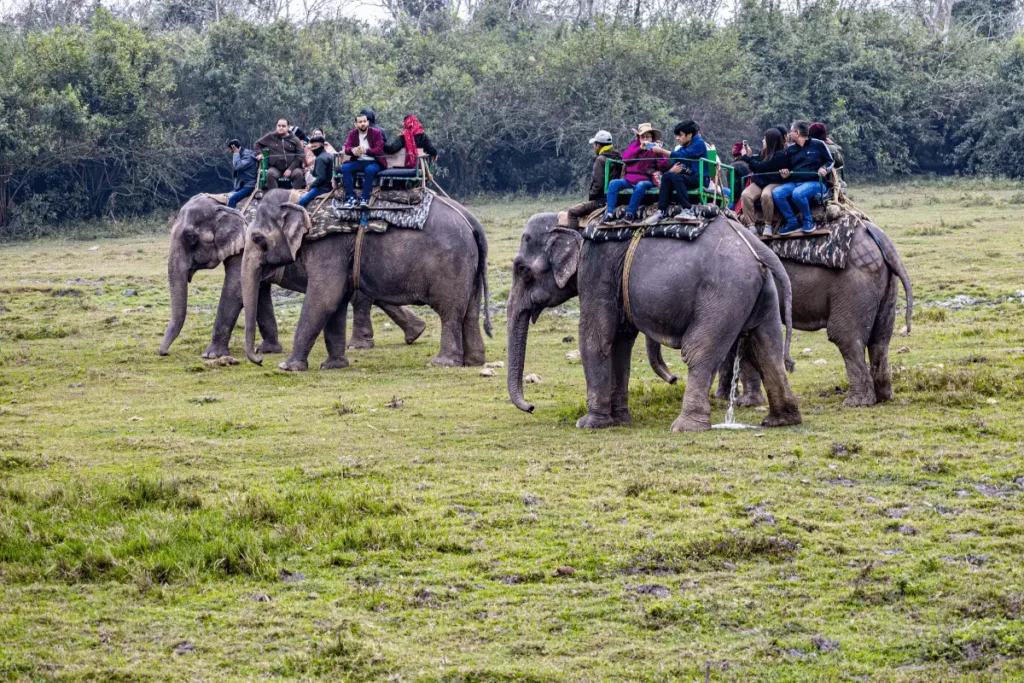 Movie permits in Nepal for documentary crew filming wildlife in chitwan National Park