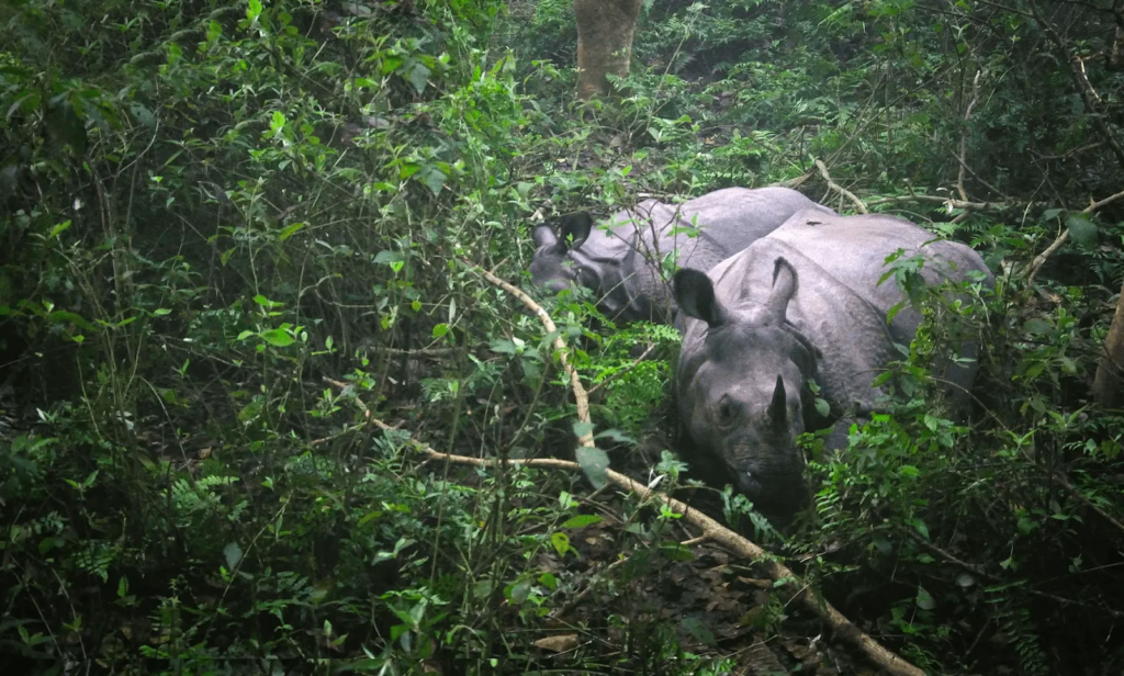 How to Film in Nepal Successfully: Ultimate Guide for International Productions (2026) Wildlife filming in Chitwan National Park, Nepal featuring dense jungle and natural habitats