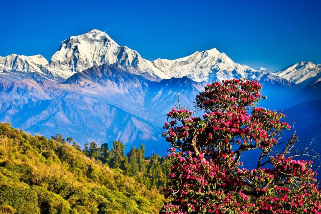 Filming in Nepal with stunning snow-capped Himalayan mountains and blooming rhododendron forests under a clear blue sky.