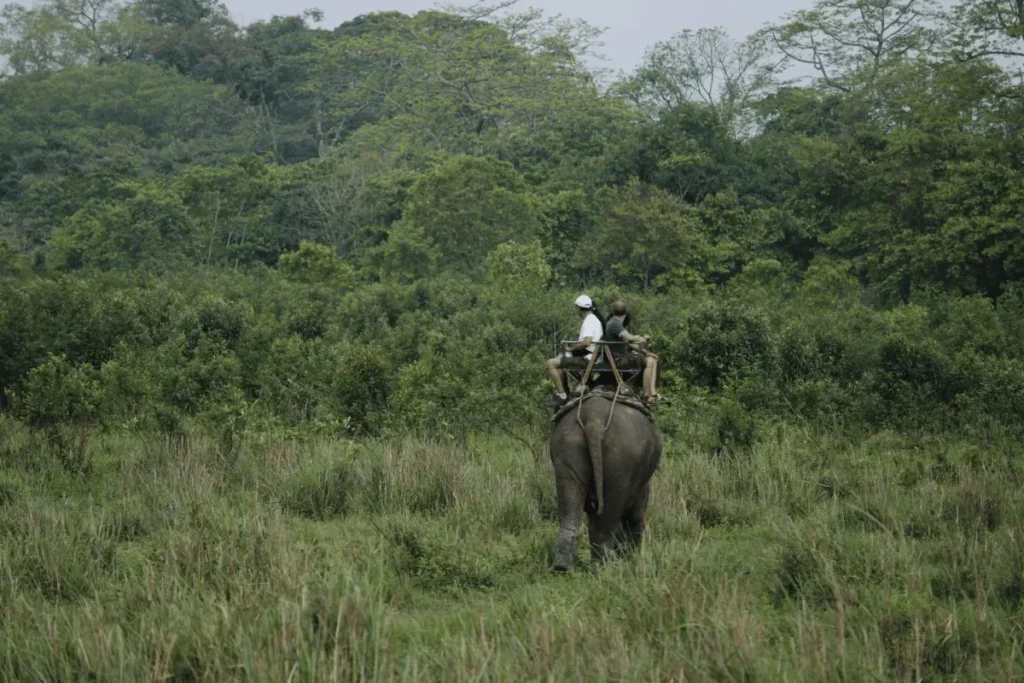 Best filming locations in Nepal - elephant safari through grasslands at Chitwan National Park