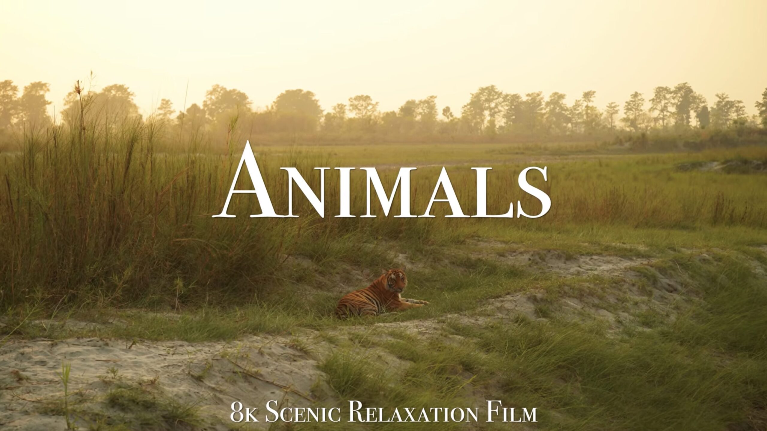 8K Scenic Relaxation Film Icefall Productions