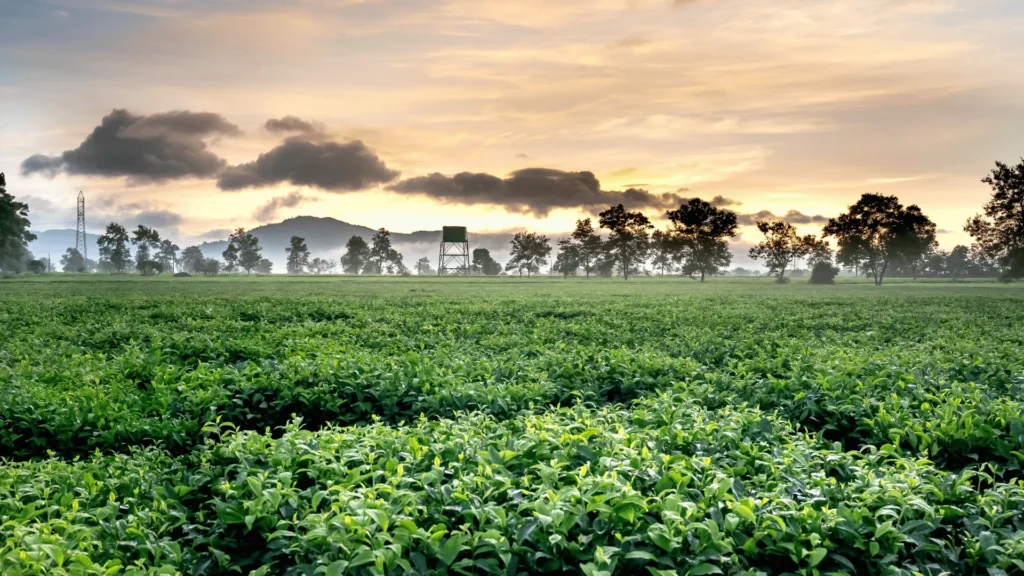 filming in tea farm of nepal