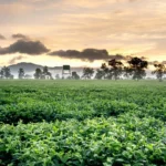 filming in tea farm of nepal