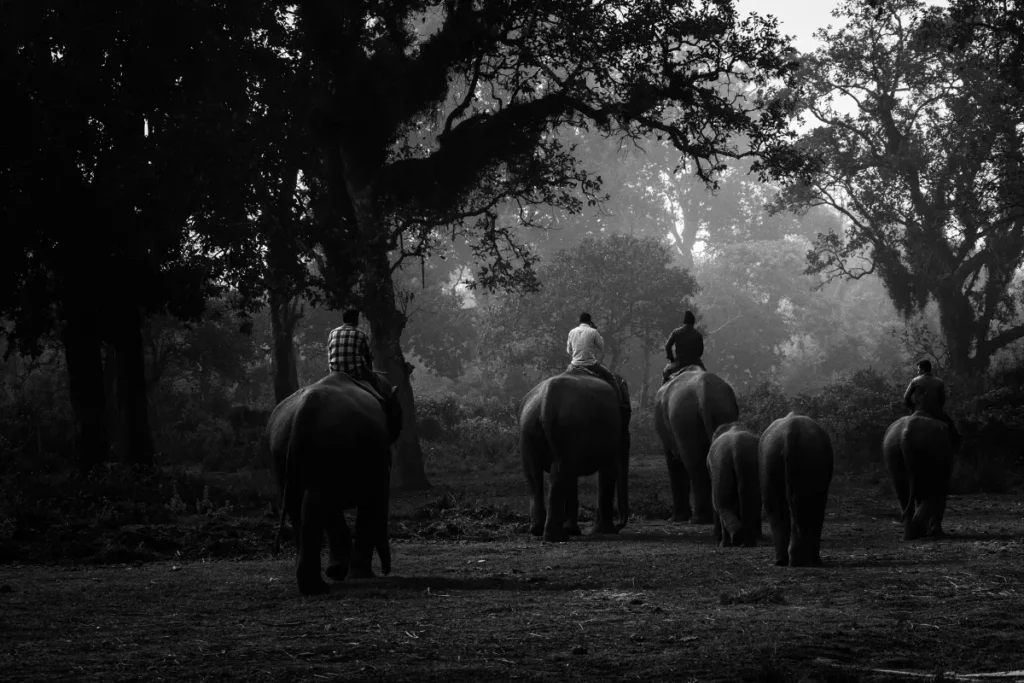 Filming Tigers in Chitwan: Wildlife Documentary Logistics Beyond the Mountains documentary filming in chitwan national park with icefall productions