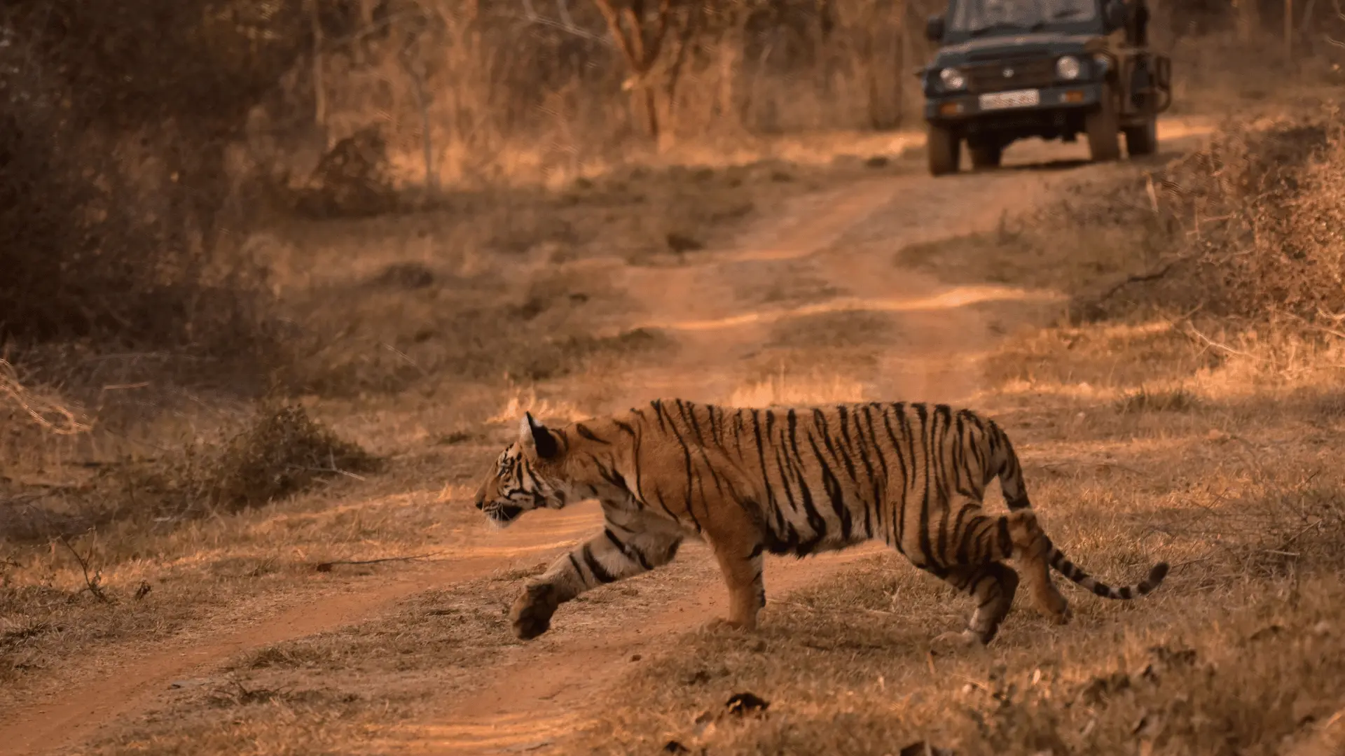 filming tigers in Chitwan National Park documentary crew